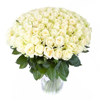 100 White roses